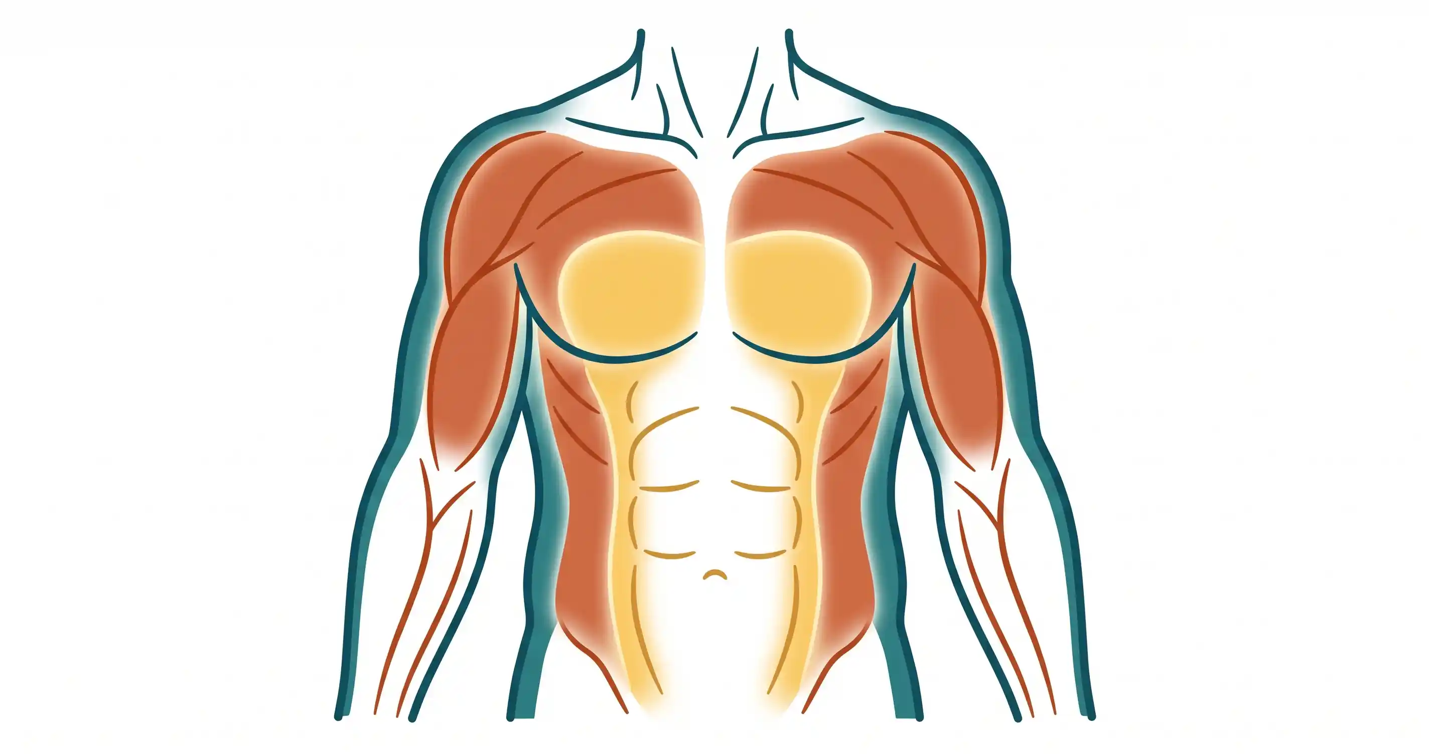 Body Fat Percentage to See Abs